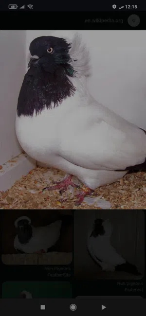 مطلوب 2 أنثى حمام مثل إللي في الصورة