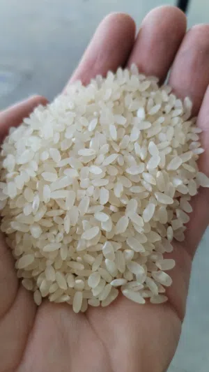 برنجی کوردی ئاکرێ (گردە) پلە یەک - تمن کوردی نخب أول