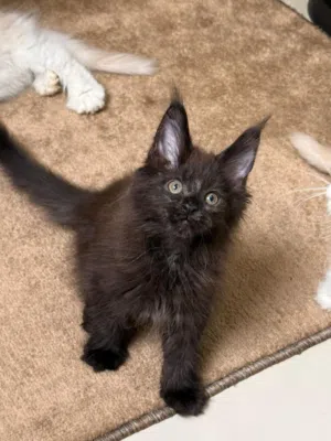 Pure Maine Coon Kitten – 2 Months – Litter Trained
