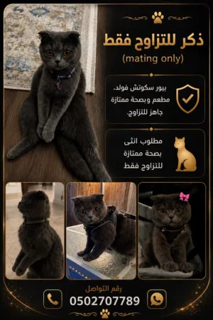 ذكر للتزاوج فقط