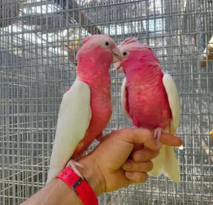 cockatoos parrots Bird