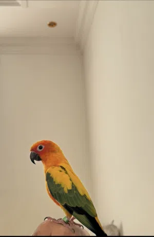 ببغاء صن كنيور للبيع