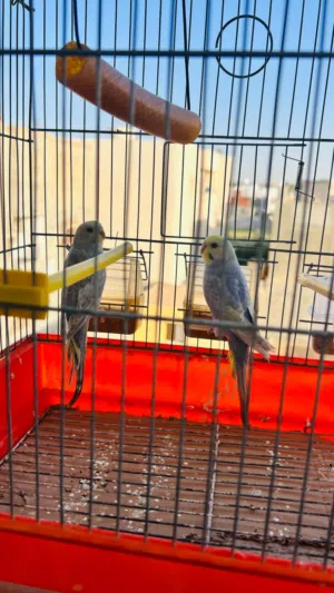 زوز كوبيات رينبو