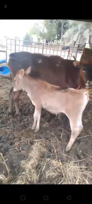 عجله دار شاربه حليب دك مره صب