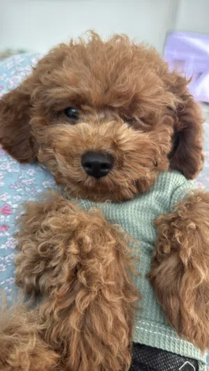 Teacup poodle