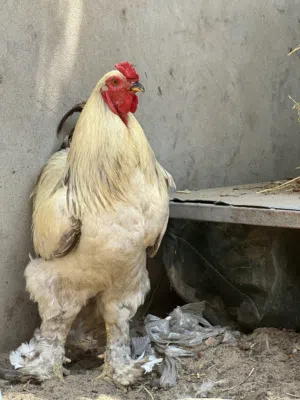 ديك برهما عملاق للبيع