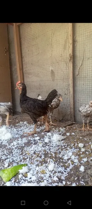 افراخ دجاج عرب للبيع