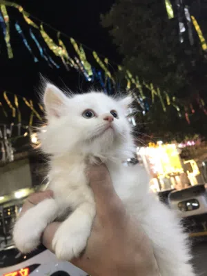 شيرازي مون فيس 45يوم واخده ديدان وماشاء الله نضيفه وصحتهم زي الفل