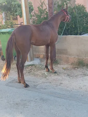 ‏خيل‏1
