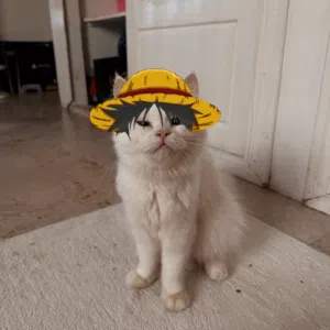 شريفة المعمرية. 