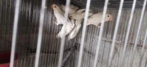 متاح فراخ روز وجوزين كنار