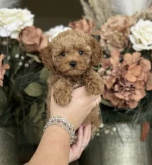 Toy poodle