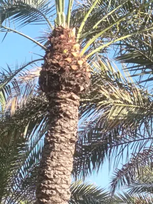 تنسيق حدائق زراعيه النخل وتنسيق الحديقة وشبكات الرأي وعمل جميع انواع الزراعيه والأشجار