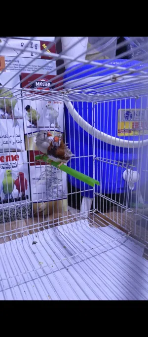 زوج فناجس سوبرات امايات حلوات