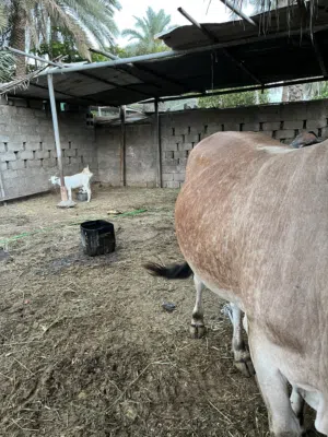 ثور للبيع مطعوم سمين اقرأ الوصف