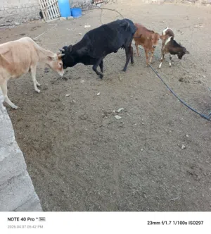 ابقار للبيع