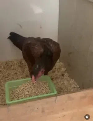 للبيع دجاجة تركي ب تاي الصحة ممتازة بياضة مئة بالمئة تعال خاص والجاد ماليه الي طيبة الخاطر