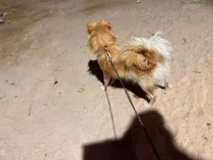 كلبة عمره 13 شهر ربي يبارك ناشطة ومدربة وعندي ليها فيديوهات وانثى