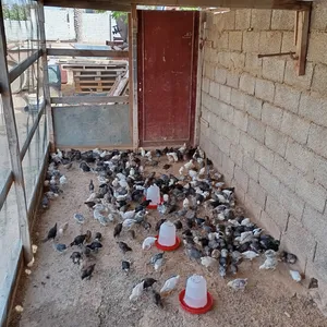 Chickens1