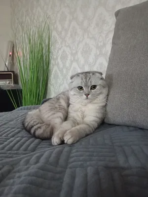 ‏سكوتش فولد‏3