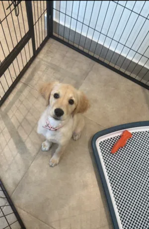 Golden retriever puppy