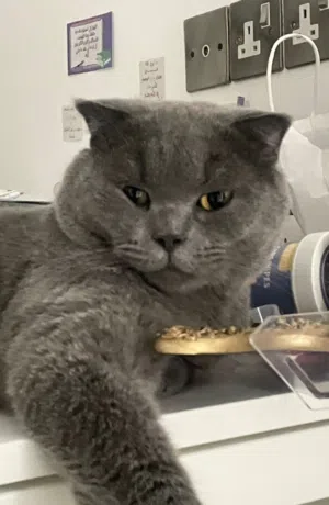 قط ذكر سكوتش فولد للبيع