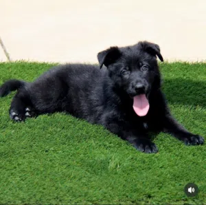 جراوي جيرمن بلاك جاك German Shepherd puppies