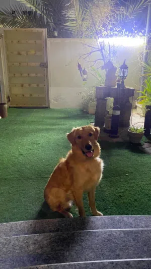 Mahiki dog
