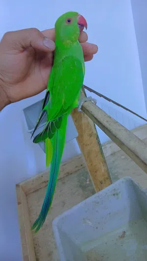 بغباء دره اليف ميه بالميه