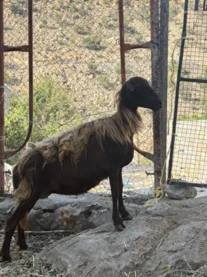 للبيع جعد اصل بدون تهجين