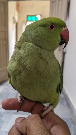 Green parrot TAMED friendly