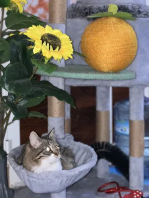 SCOTTISH FEMALE CAT