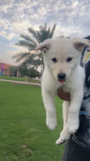 Siberian White Husky