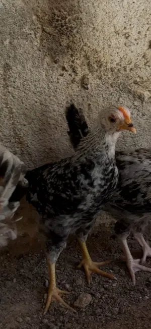 للبيع حمام