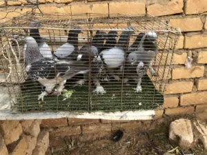 موجود مجموعه من تكلا اقرا وصف جمله