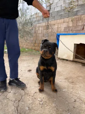 ذكر روت وايلر