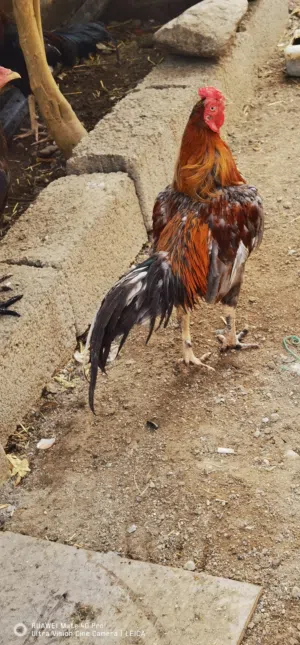 لیبع دیك باکستانی قوی یضارب