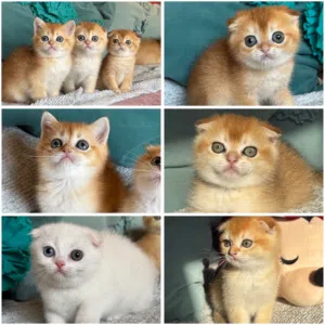 ليس لتبني اسال عن السعر فقط لجادين ومهتمين لنوعية ولون تواصل فقط واتس اب كتن سكوتش فولد وبريتش