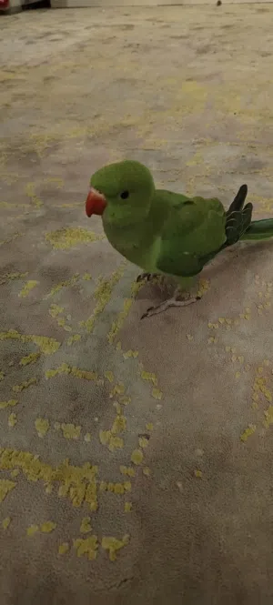 طير ببغاء الدره