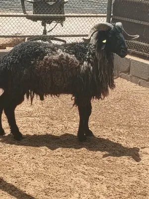 Sheep3