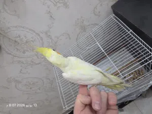 كوكتيل سعر مناسب