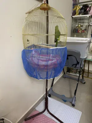 طير الدرة الهندي للبيع مع القفص