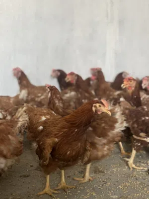 مزرعة النخبه للدواجن