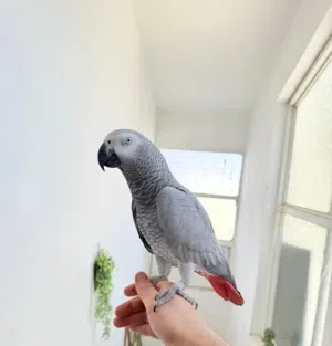 مطلوب كاسكو للشراء الفوري