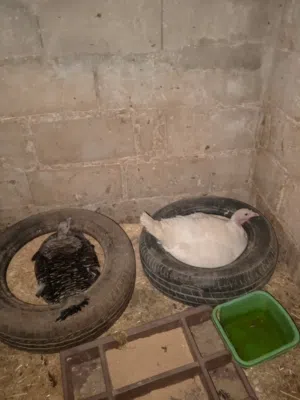 حبش للبيع بياض