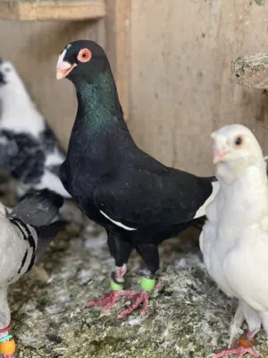 قطعة فحول للبدل على فراخ زواجل