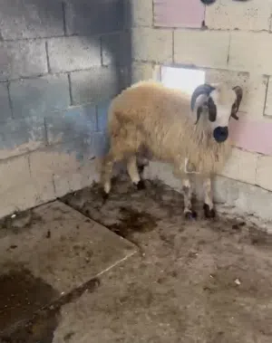 خروف للبيع ربي ايبارك