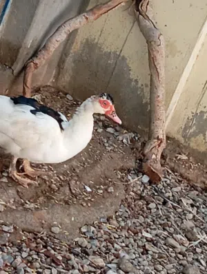 البطه الوحده