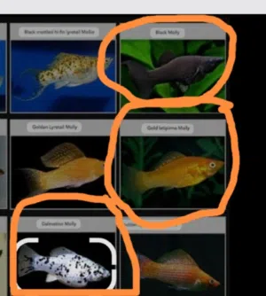 3 female guppies and 3 male and female molli fish