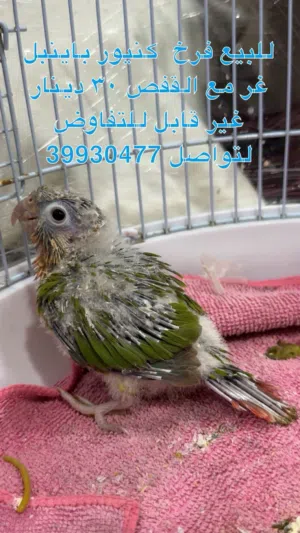 فرخ كنيور باينبل